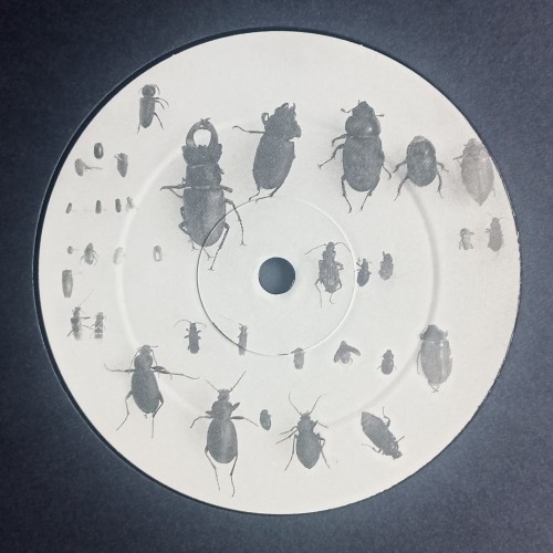 Lewis Fautzi – You Can't Step On the Same Risk Twice